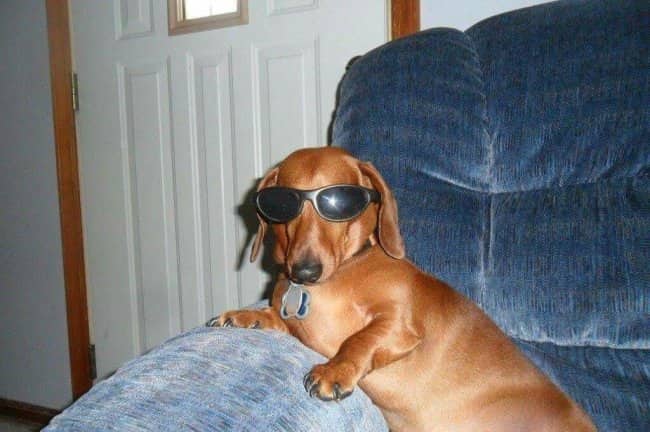 A cool dachshund wearing dark sunglasses relaxes on a blue armchair looking like cool animals.