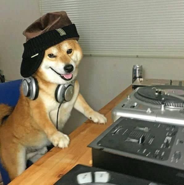 A DJ Shiba Inu wearing a beanie and headphones spins tracks among cool animals.