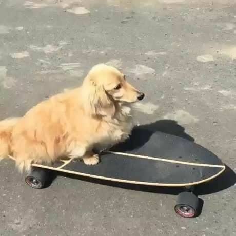 A fluffy golden dachshund balances perfectly while riding a black longboard skateboard in cool animals.