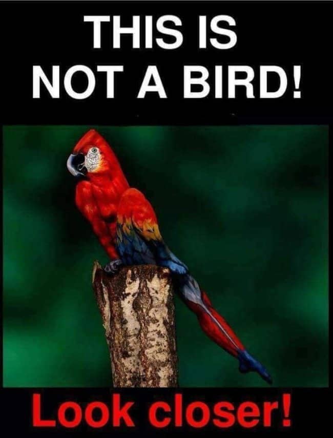 A body paint illusion depicting a full human figure painted to look exactly like a parrot.