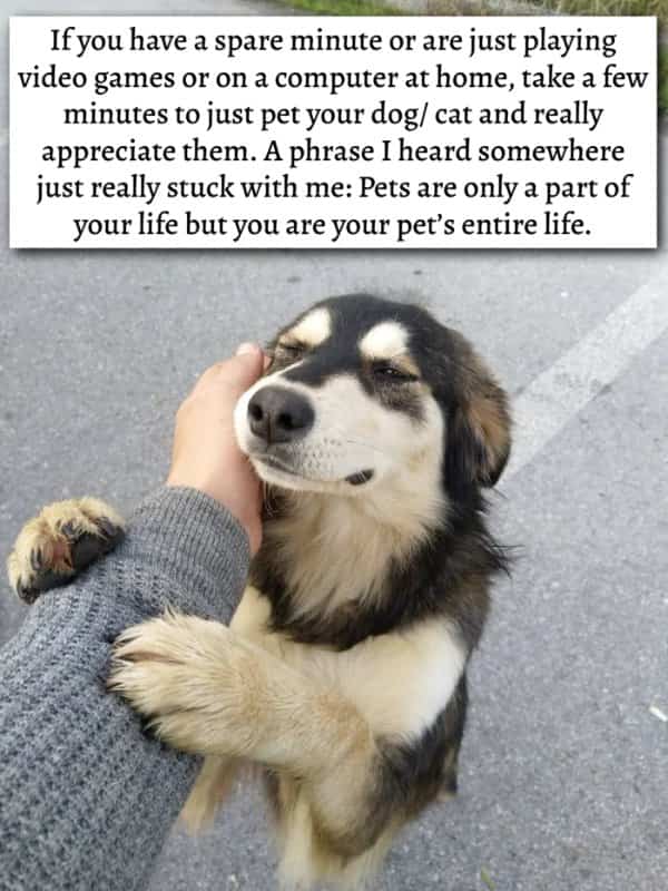 Hand petting a smiling dog on the head featuring life hack text about pet appreciation.
