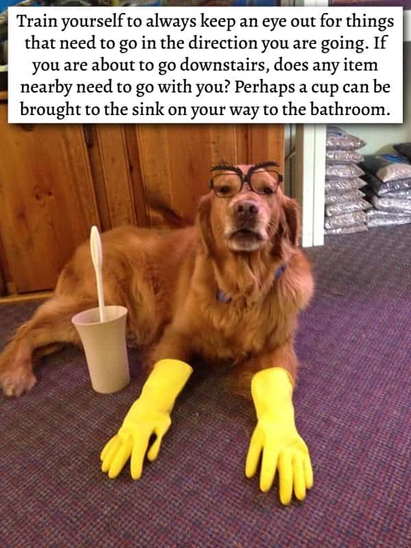 Golden retriever wearing fake glasses and cleaning gloves alongside house productivity life hacks.