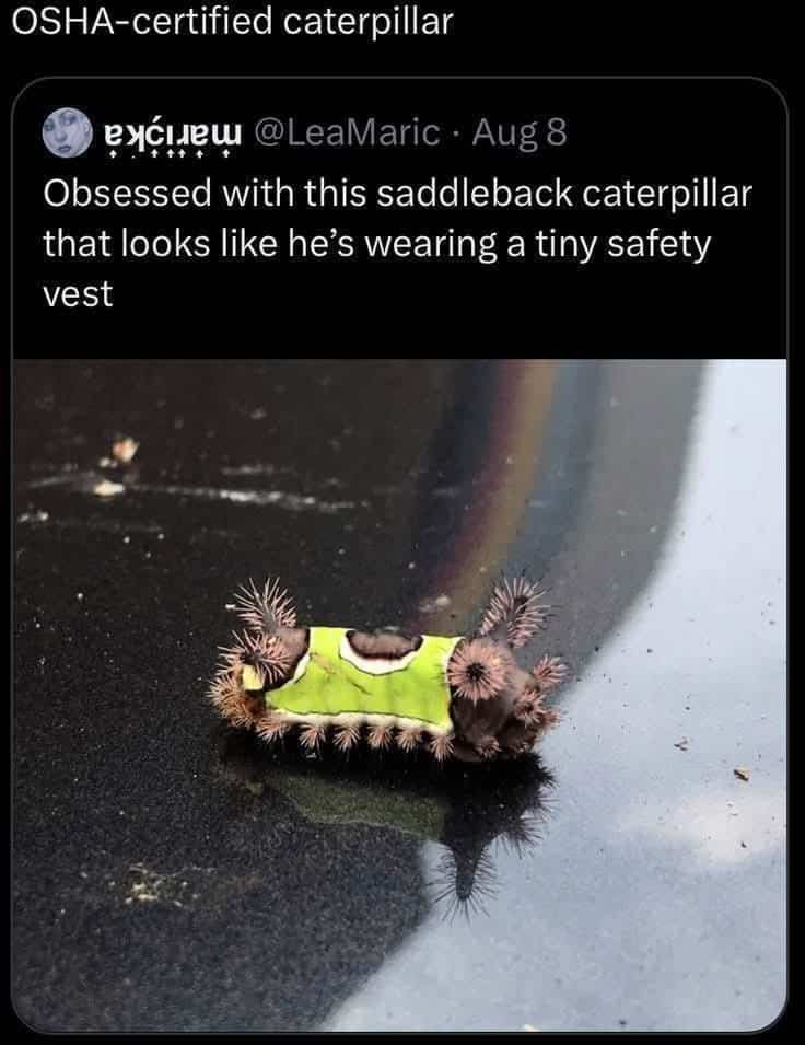 Funny memes post showcasing a saddleback caterpillar that naturally looks like it wears a safety vest.