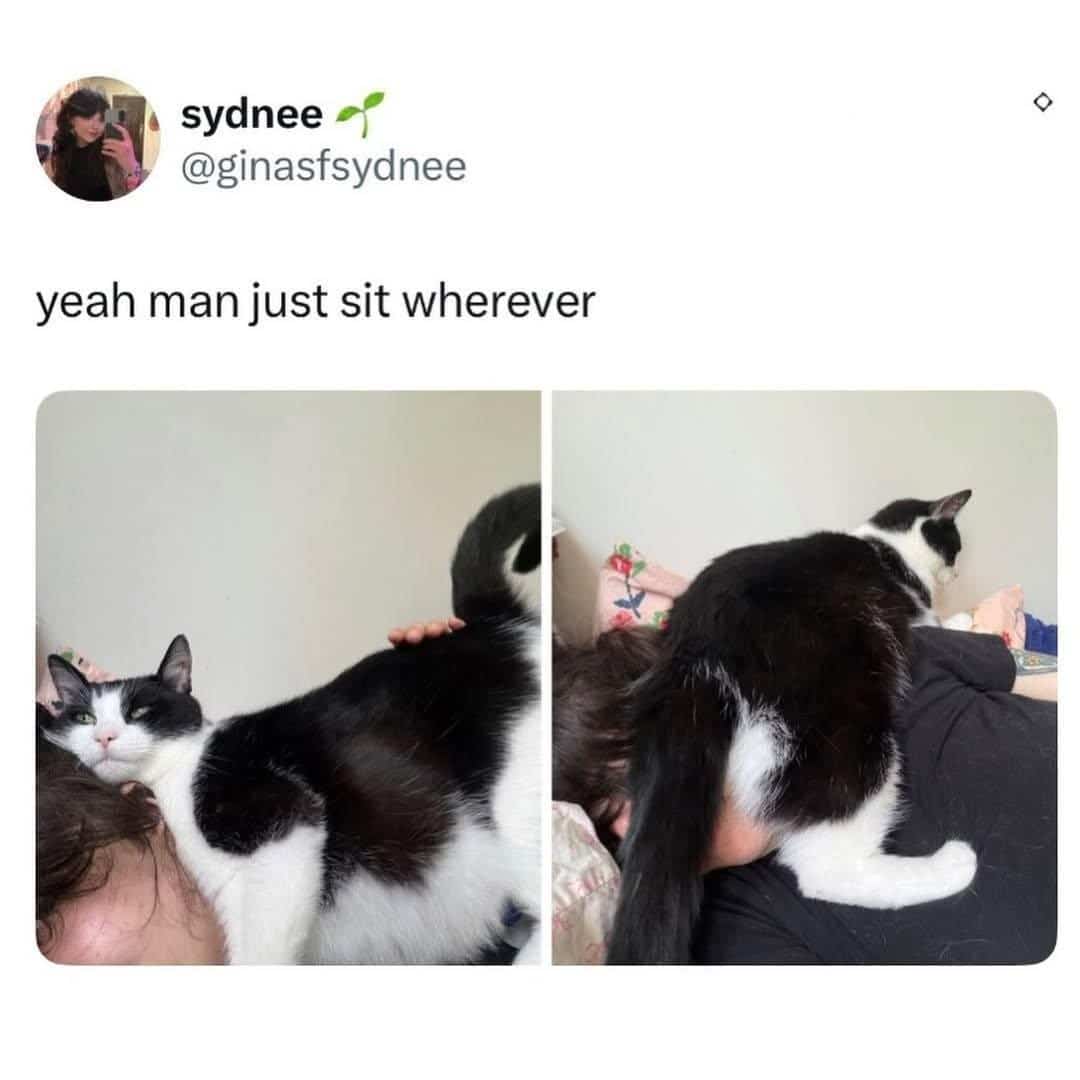 Funny cat meme showing a black and white cat sitting directly on its owner's face.