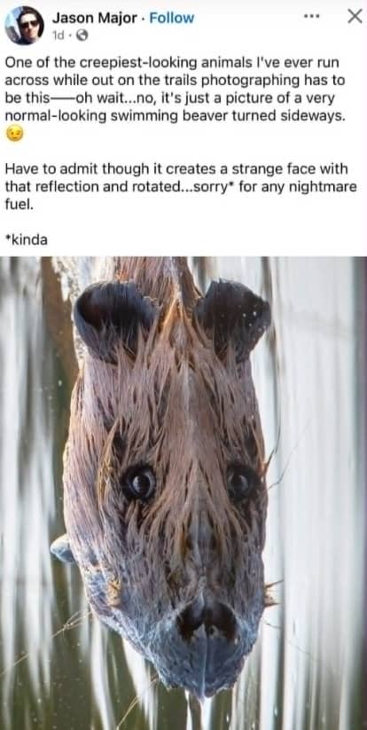 Facebook post showing a vertically oriented photograph of a swimming beaver creating a strange face reflection.