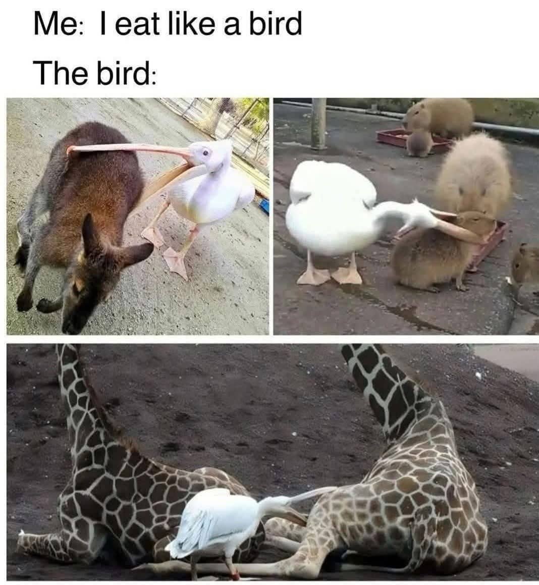 Animal meme collage showing a pelican trying to eat a kangaroo capybara and giraffe.