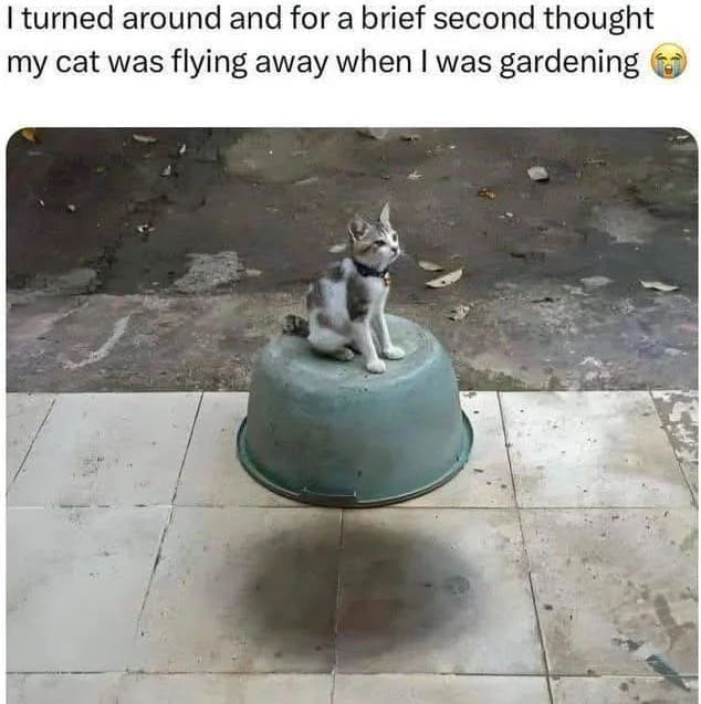 Optical illusion of a cat sitting on an upside down bucket casting a floating shadow.