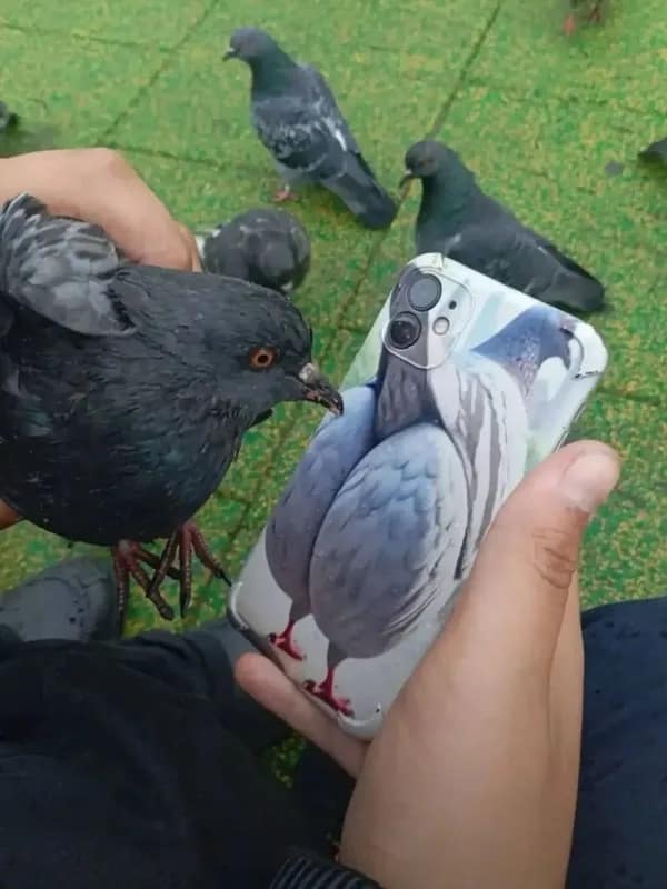 A pigeon-themed entry in this meme dump shows a person holding a phone case printed with a realistic pigeon's back directly next to an actual, visibly confused pigeon on the pavement.