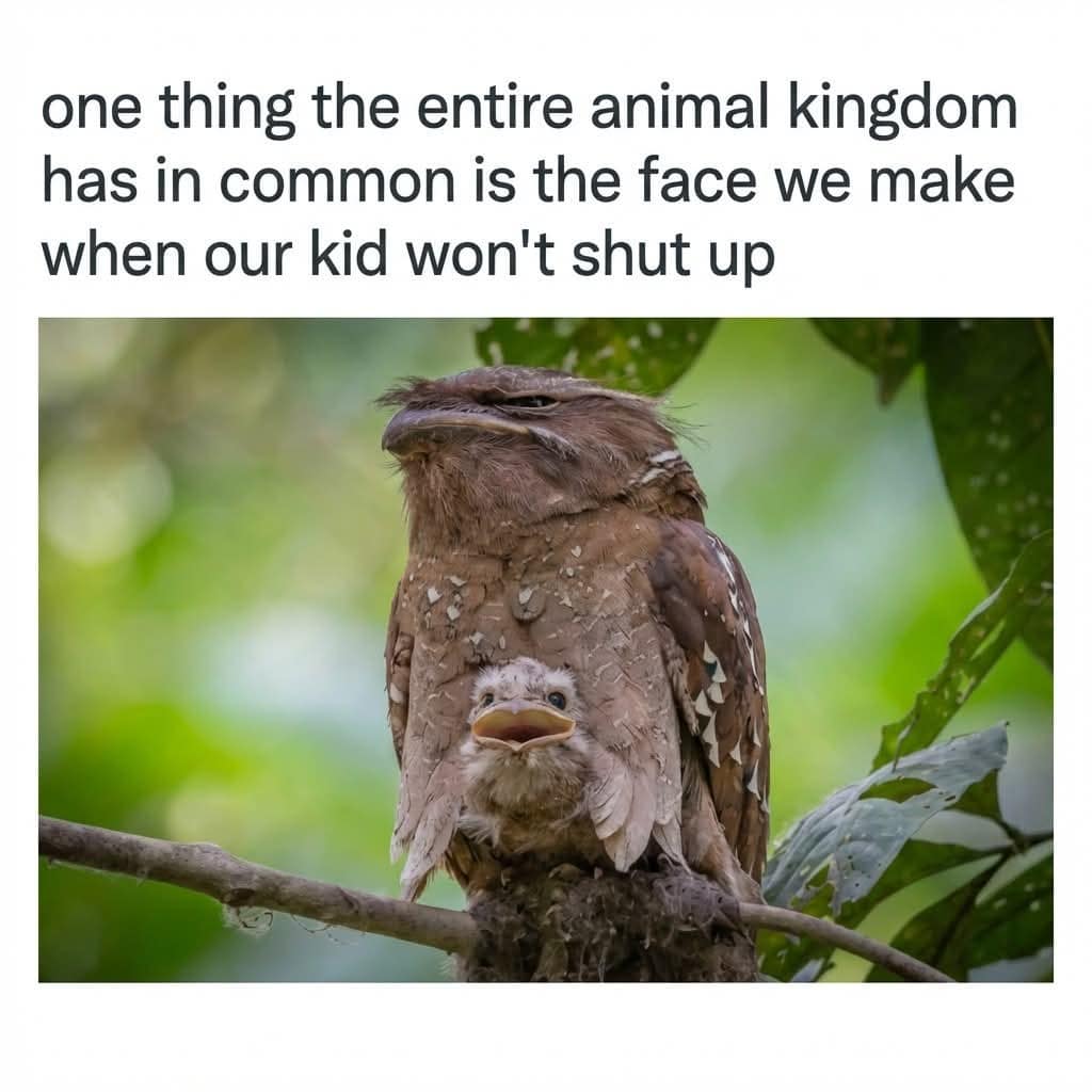 A hilarious parental animal entry in this meme dump features a tawny frogmouth bird making an intensely unamused, deadpan face while its baby chirps relentlessly underneath its chin.