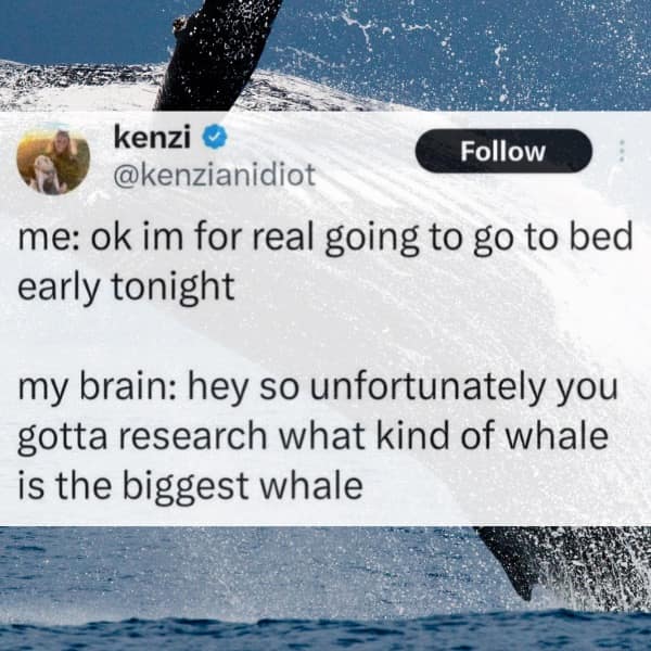 A late-night thoughts meme dump post about planning an early bedtime only for your brain to demand immediate 2 AM research on the world's largest whale species, set against a breaching whale background.