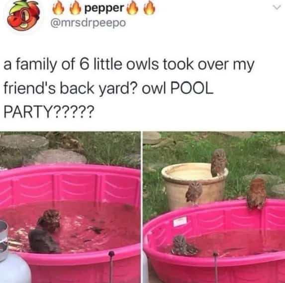 Funny meme showing small owls enjoying water inside a pink plastic backyard kiddie pool.