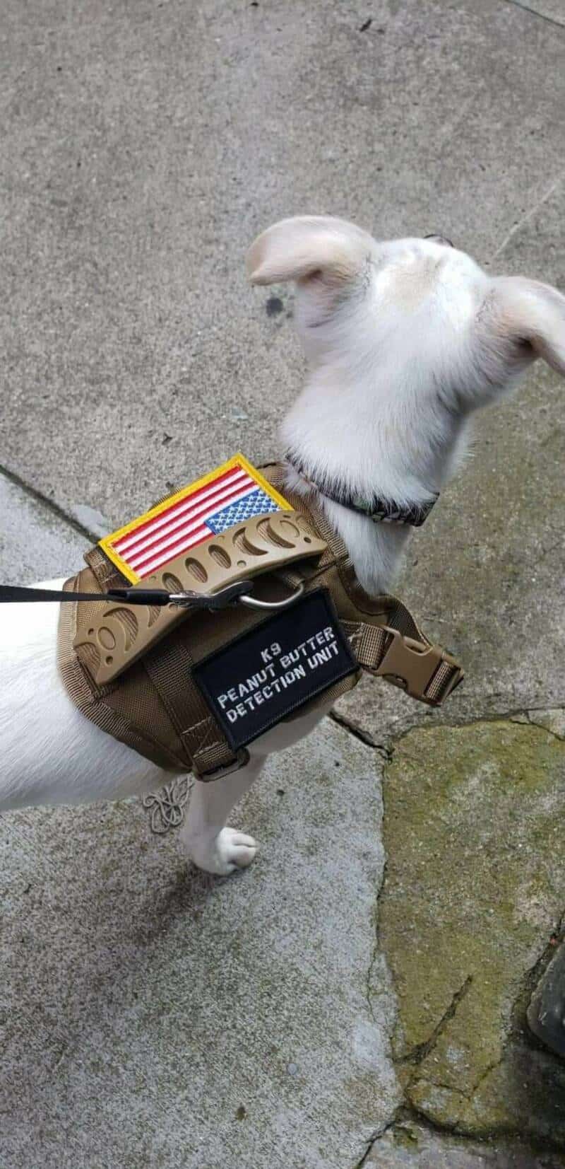Small white dog wearing tactical military vest with funny K9 Peanut Butter Detection Unit patch.