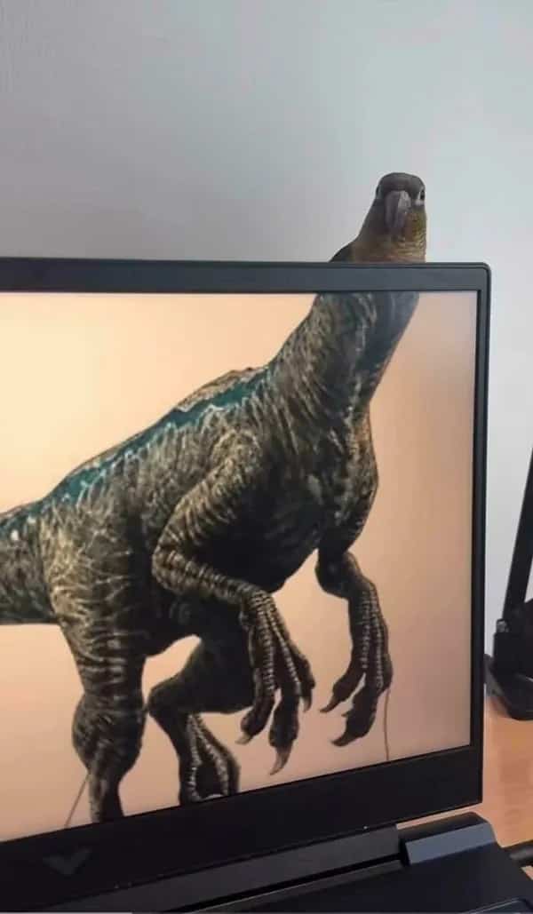 Funny perspective meme showing a small pet parrot peeking over a laptop screen displaying a dinosaur.