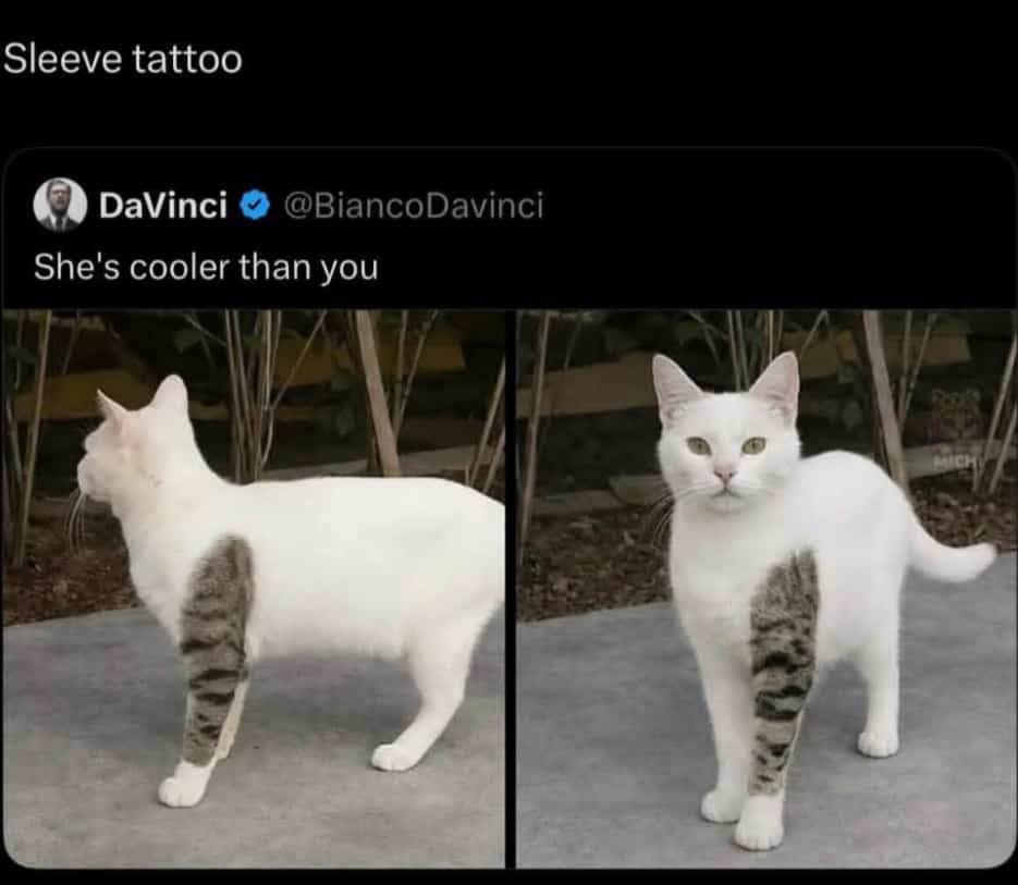 Funny memes tweet showing a white cat with striped leg fur resembling a sleeve tattoo.