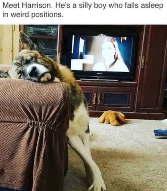 Funny memes portrait of a dog named Harrison sleeping awkwardly while hanging off a sofa.