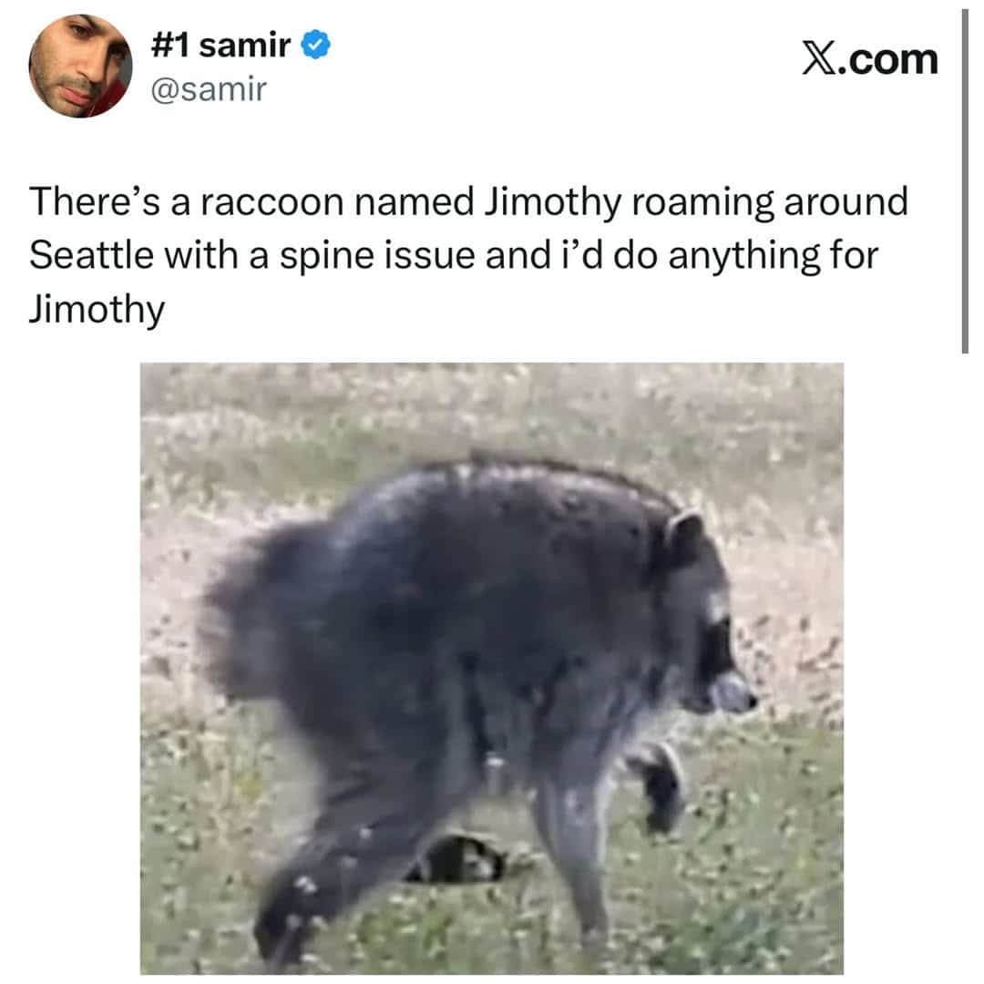 Funny meme post featuring a blurry photo of a hunched raccoon named Jimothy walking outside.