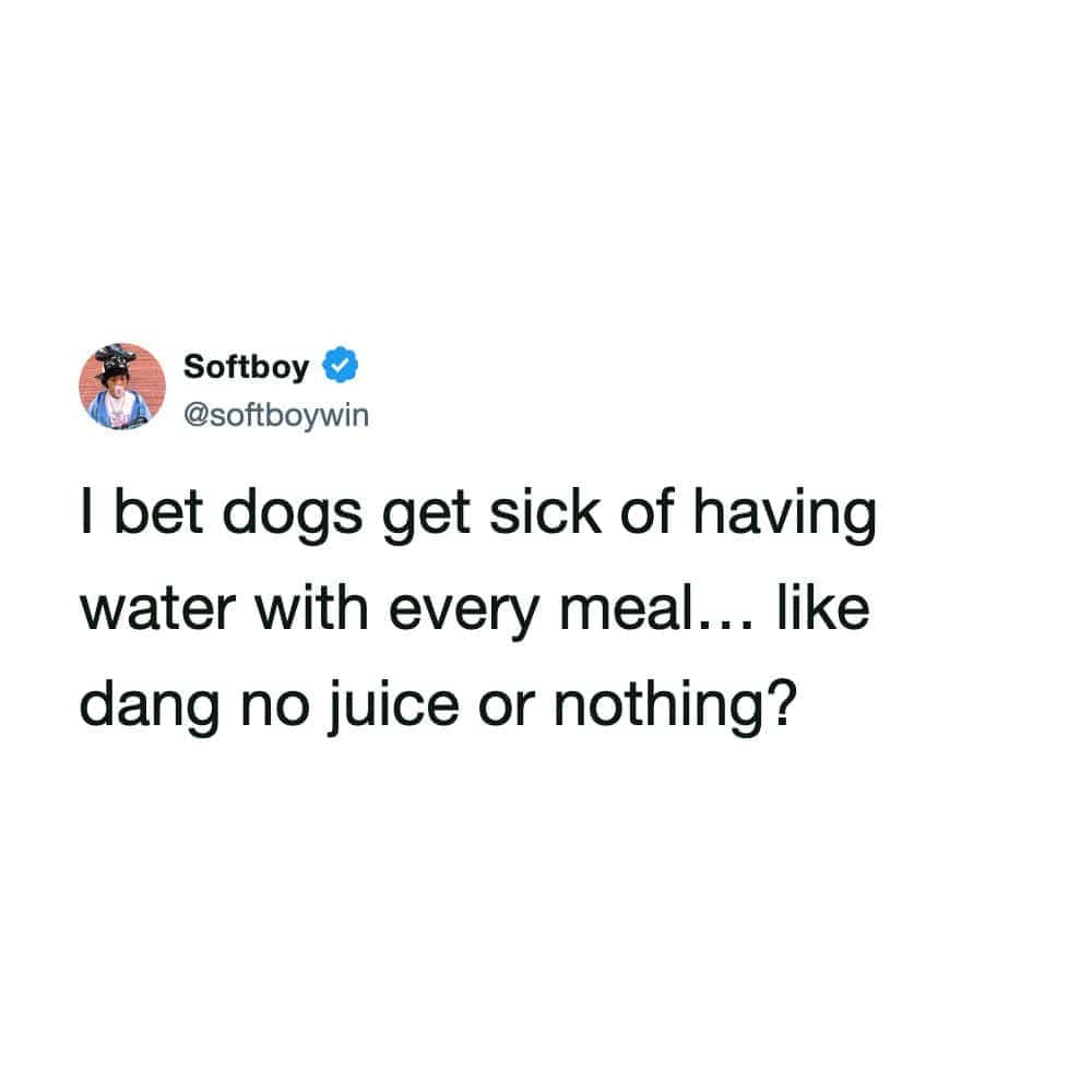 Funny pet meme tweet wondering if dogs get tired of drinking water with every meal.