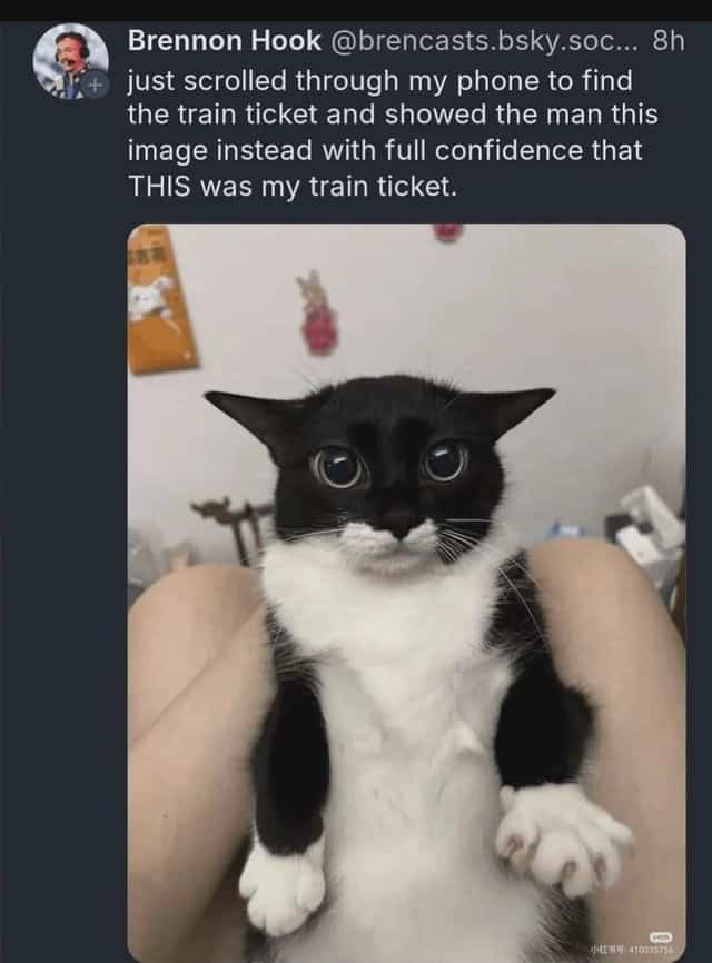 Funny cat meme showing wide eyed tuxedo cat mistakenly presented as a train ticket.