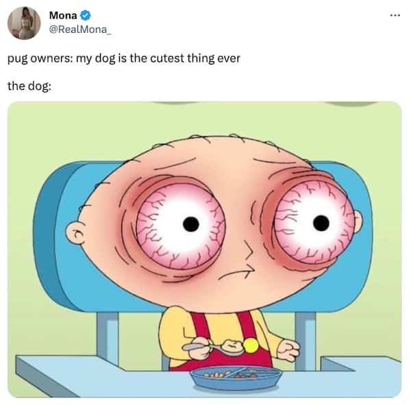 Funny meme comparing pug dogs to Stewie Griffin with massive bloodshot eyes eating cereal.