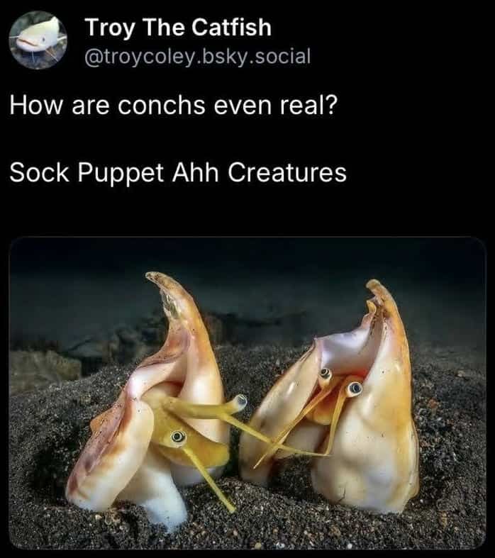 Close up view of two funny conch sea snails looking like sock puppets.