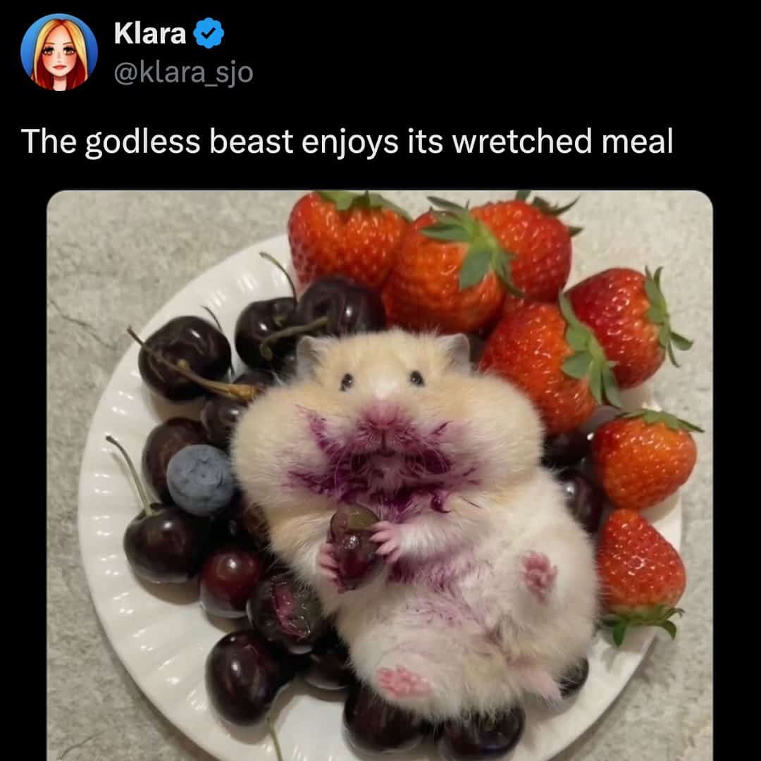 Cute hamster meme covered in purple berry juice sitting on a plate of fruit.