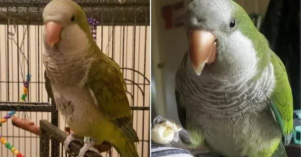 Side-by-side rescue comparison of a green monk parakeet parrot before and after adoption.