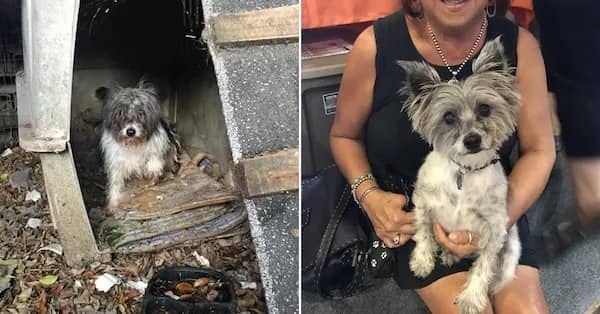 A scruffy little dog rescued from a backyard shelter transforming into a clean pampered pup.
