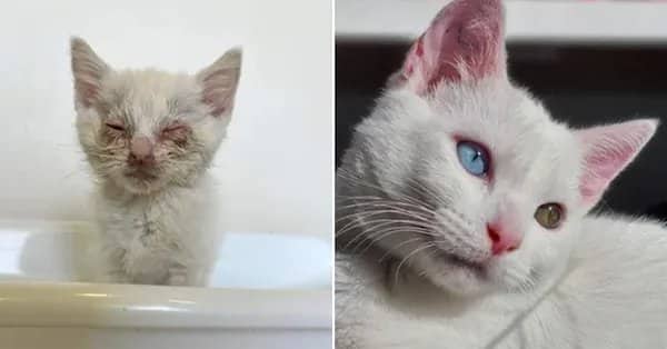 Before and after rescue photos of a sick white kitten transforming into a beautiful blue-eyed cat.