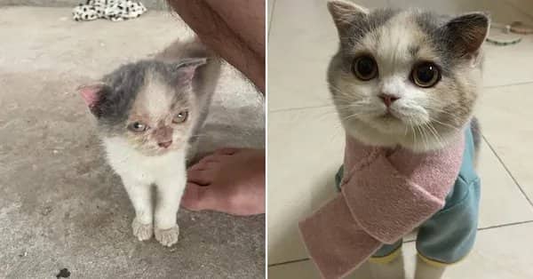 Before and after adoption transformation of a tiny street kitten wearing a pink scarf outfit.