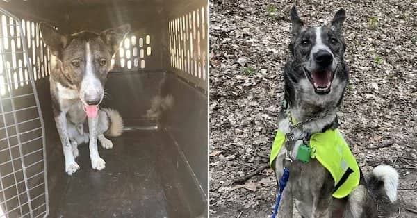 Before and after adoption images of a brindle rescue dog showing a massive happy smile.