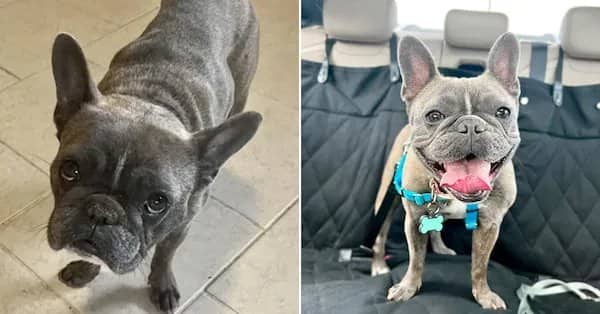 Side-by-side adoption pictures of a sad French bulldog transforming into a happy grinning pup.