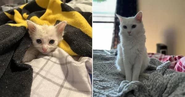 A tiny white kitten under a blanket transforming into an elegant fluffy adult white cat.