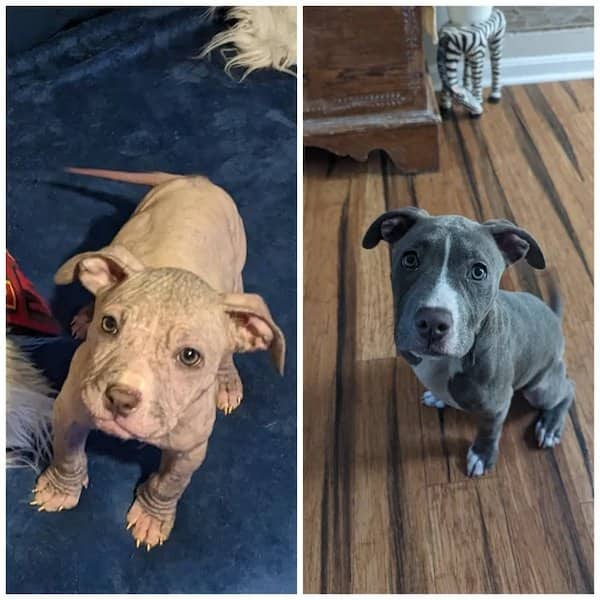 Before and after adoption photos of a hairless scruffy puppy growing a healthy gray coat.