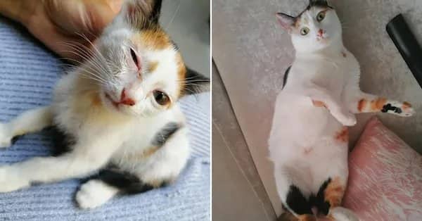 Rescue transformation of a calico kitten with an eye infection turning into a healthy cat.