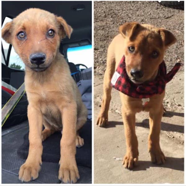 Before and after comparison of a brown puppy with a face scratch becoming a healthy dog.