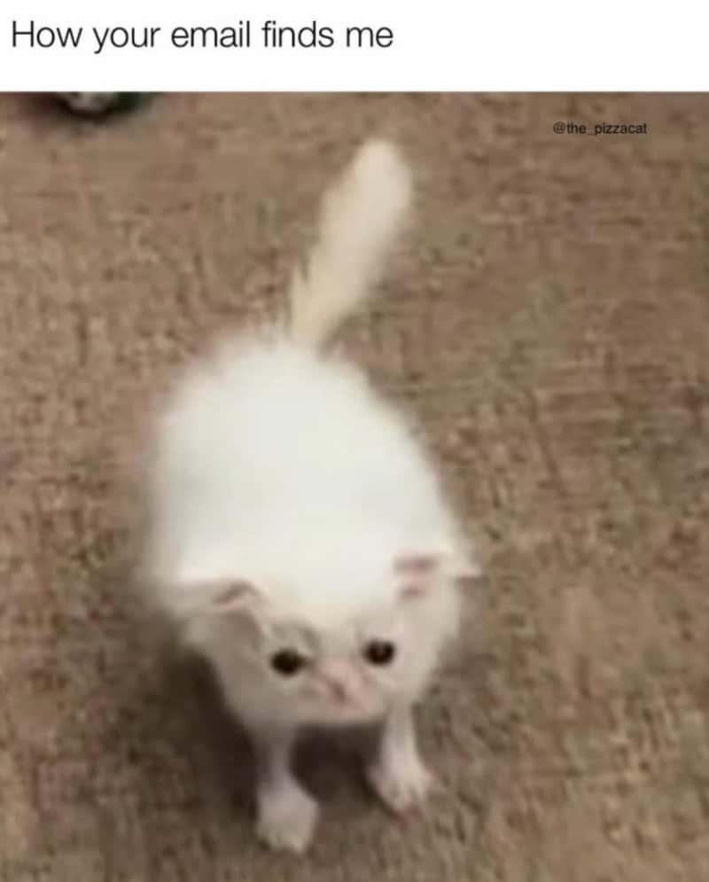 Small, blurry white kitten looking confused and overwhelmed representing how an email finds them.