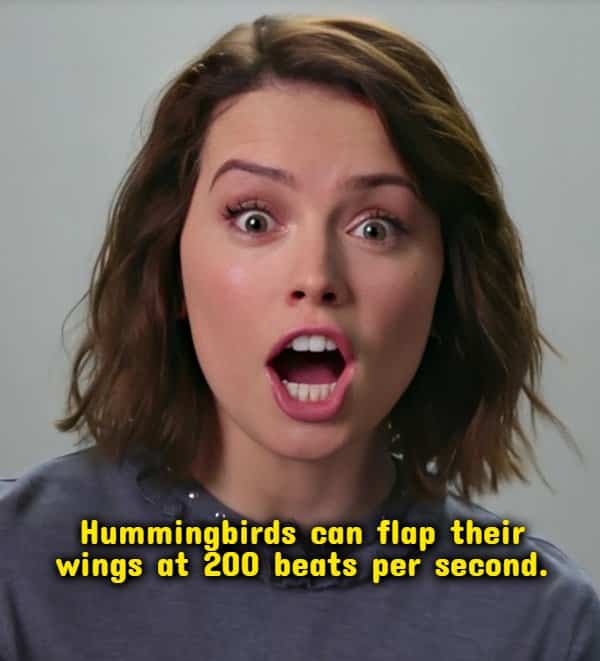Daisy Ridley looking shocked with a high-speed hummingbird trivia overlay for random useless facts.
