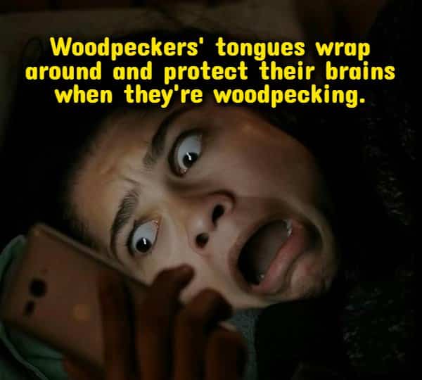A woman screaming in shock while looking at phone bird trivia random useless facts.