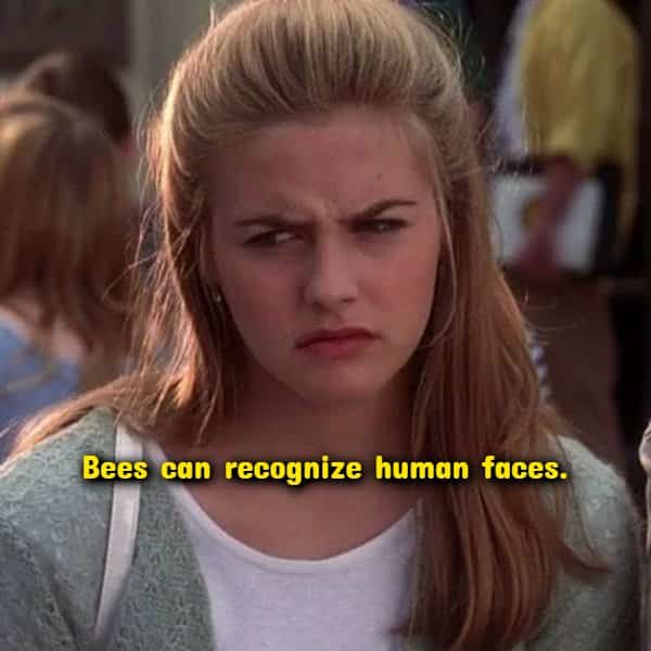 Cher Horowitz looking skeptical in Clueless with a bee trivia overlay for random useless facts.