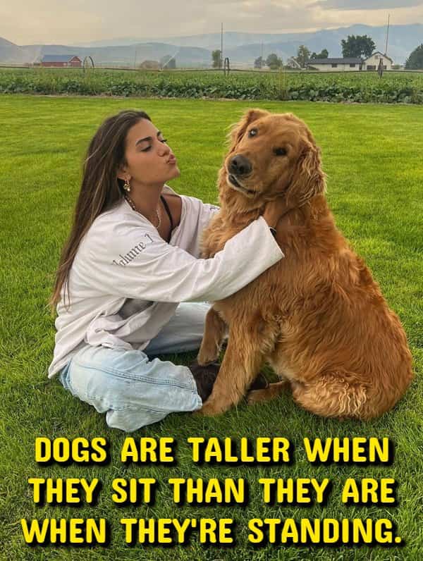 A golden retriever sitting next to a woman in a mind-bending shower thoughts meme.