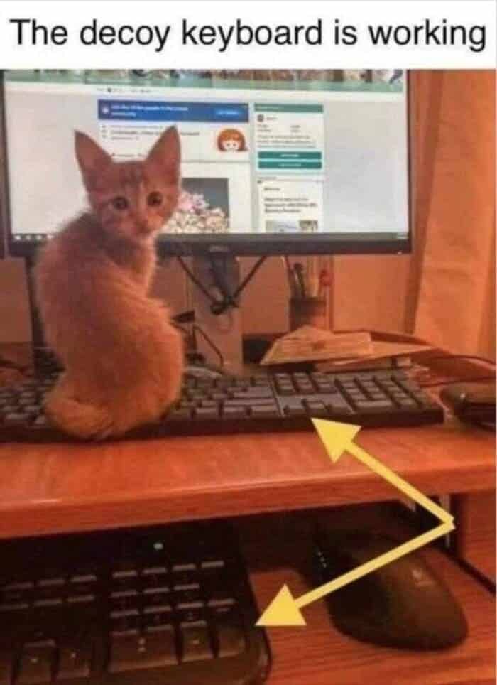 Small ginger kitten sitting on a decoy keyboard next to another keyboard.
