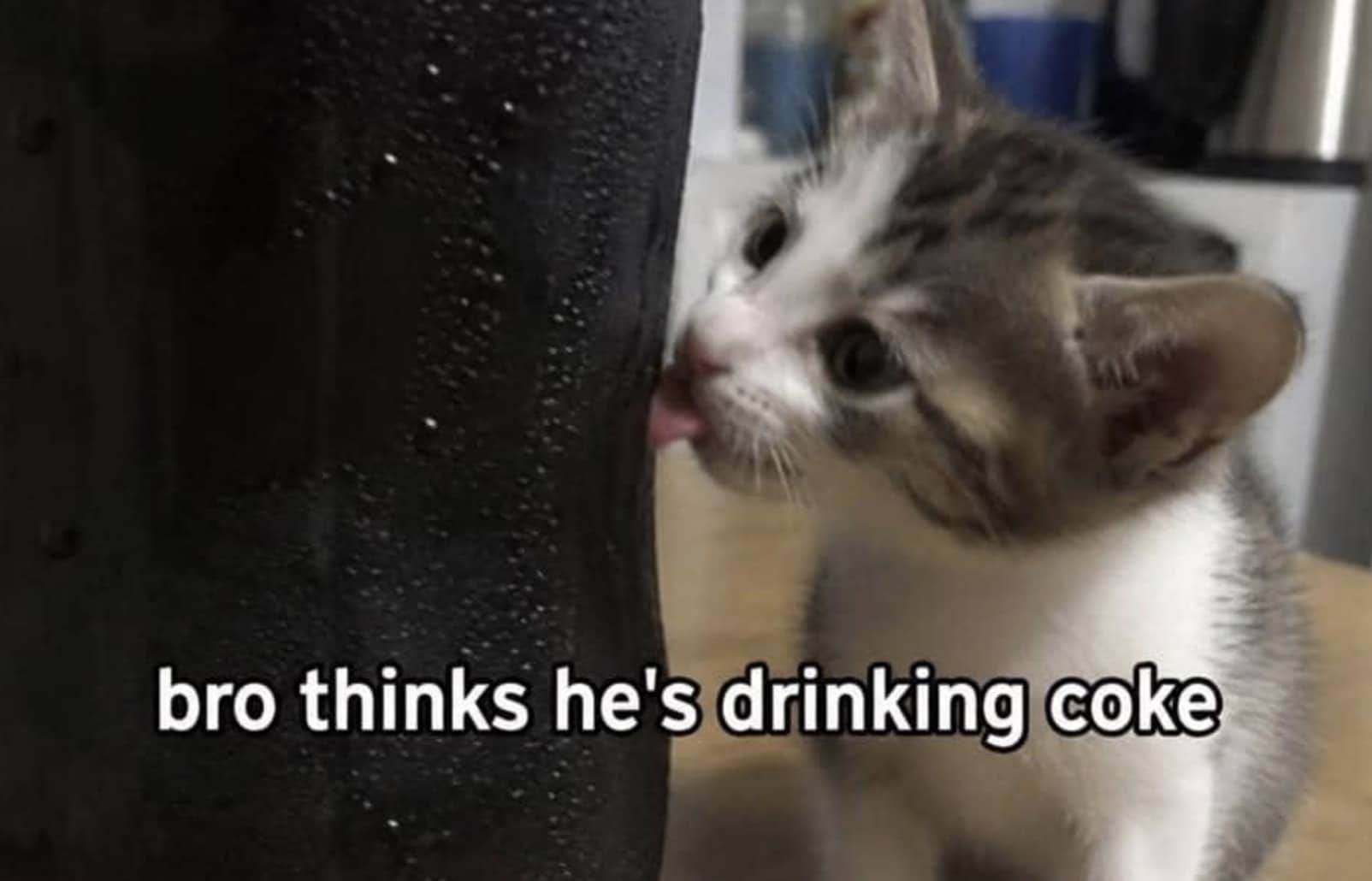 Small tabby kitten licking sweat off cold soda can funny animal meme