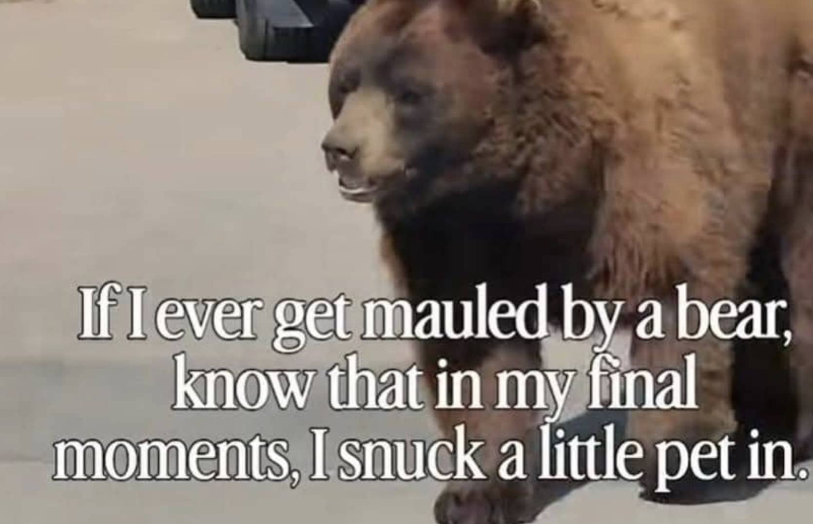 Large grizzly bear walking outdoors with humorous text about petting a bear meme