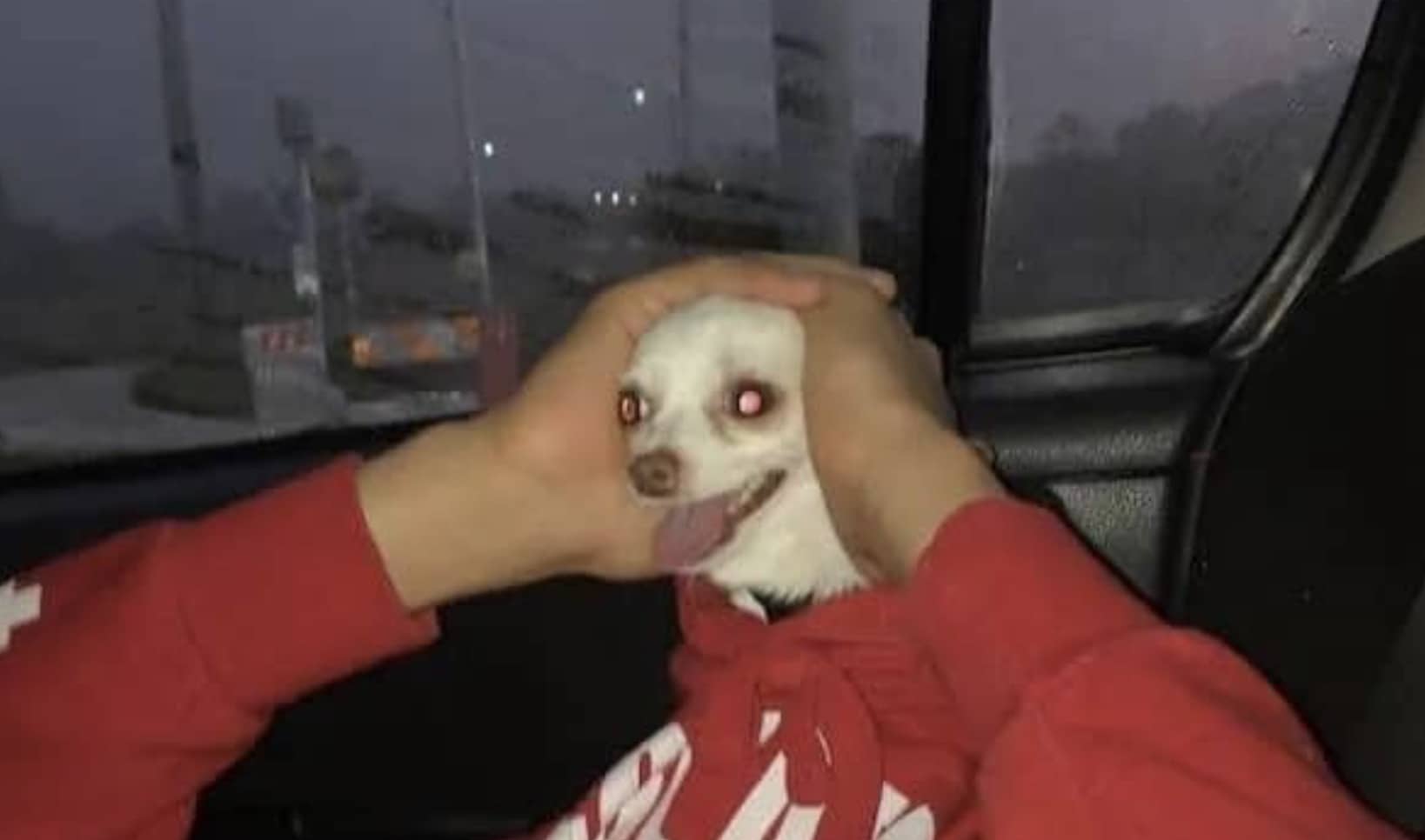 Small white chihuahua wearing a red hoodie holding its head in distress inside a car meme.