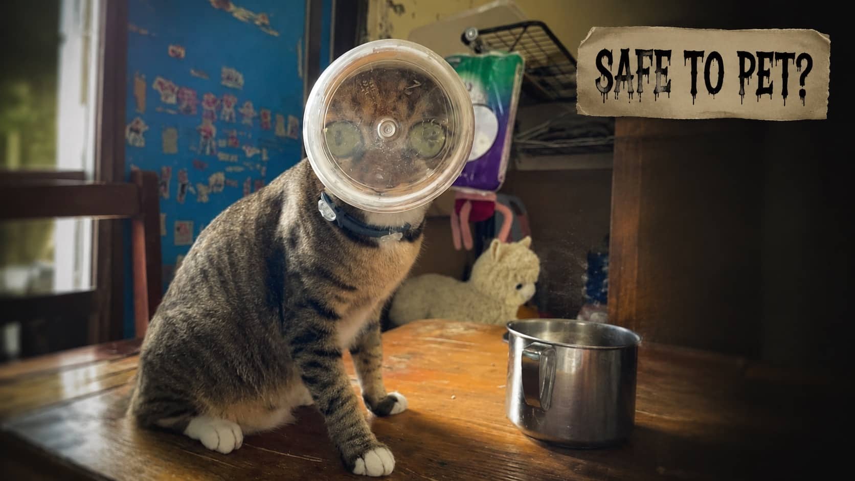 Cute but terrifying tabby cat sitting at table wearing a clear plastic bowl headgear.