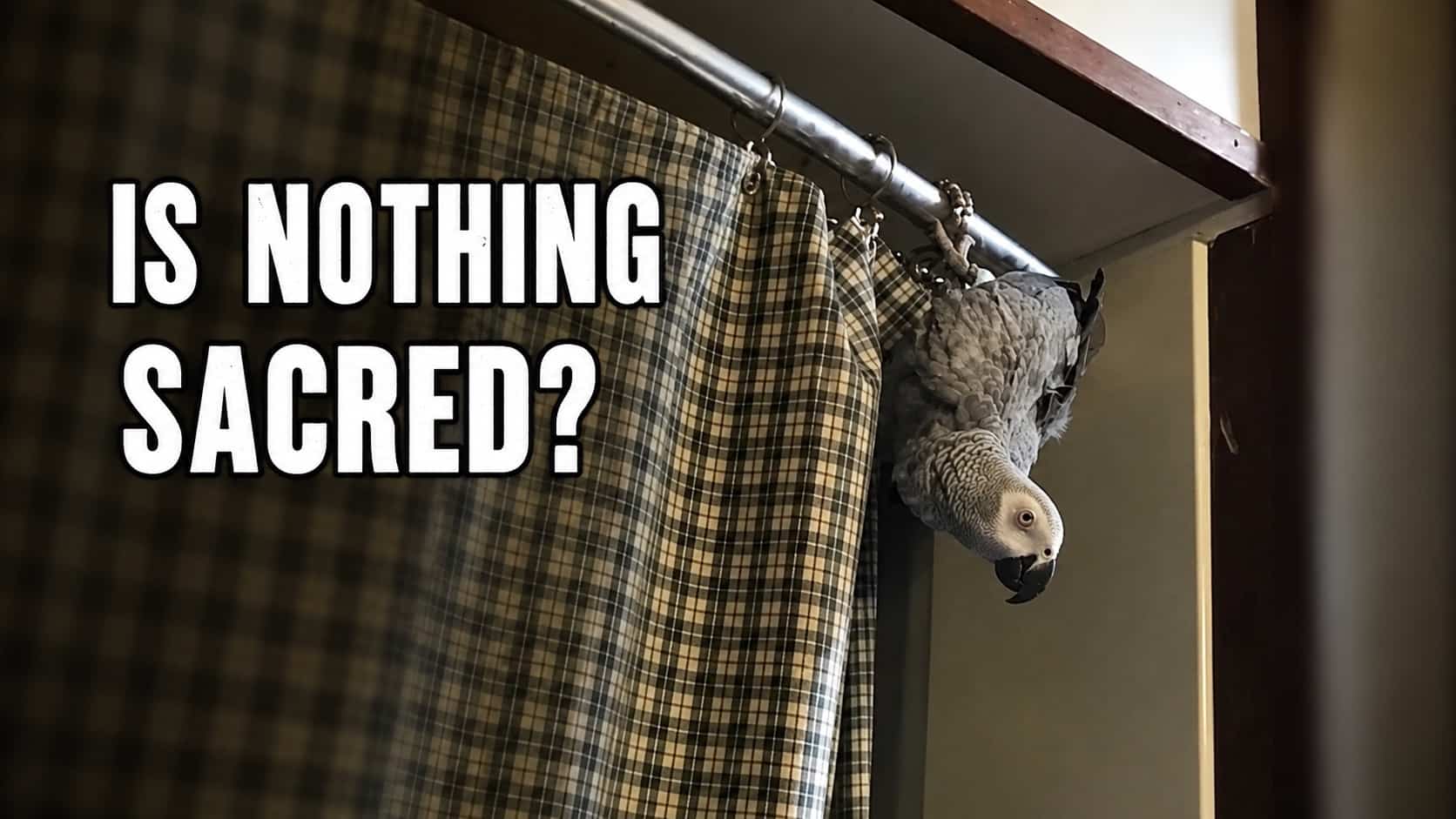 African grey parrot hanging upside down from shower rod representing birds being jerks memes.