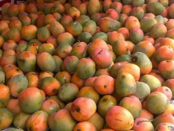 Small colorful lovebird blends seamlessly into a massive pile of fresh ripe mangoes.