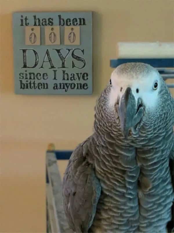 Proud African Grey parrot standing next to a sign showing zero days without biting.