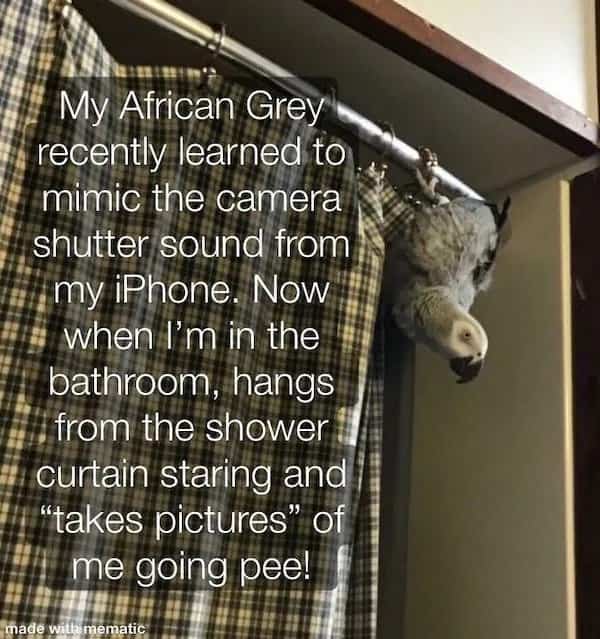 African Grey parrot hanging from shower curtain spying on owner for bird jerk memes