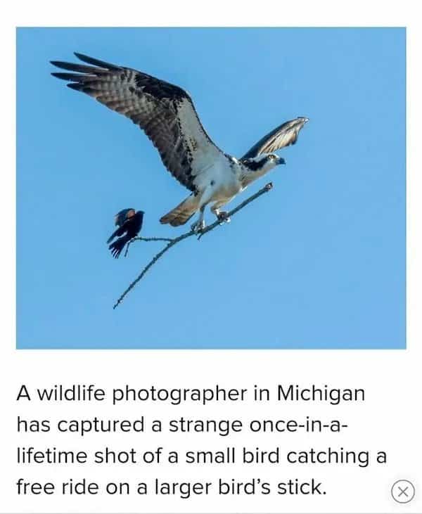 Tiny blackbird catching a free ride on a stick carried by a soaring osprey.